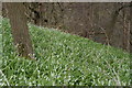 Ramsons (Allium ursinum) in woodland beside the Almond at Cramond Brig, Edinburgh
