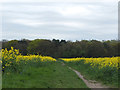 Path from Crosshall Brow to Ruff Wood