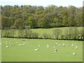 Sheep in a field below Nurdens Wood