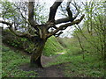 Tree and woodland next to the Birmingham Canal in Tipton