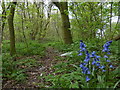 Bluebells and woodland next to the Birmingham Canal in Tipton