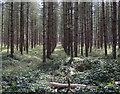 Conifer plantation, Mayday Farm