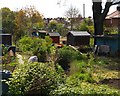 Burnt Oak: the Silk Stream flowing through allotments