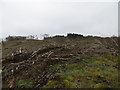 Small area of clearfell at Druim nan Cearcallaich