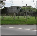 Signpost and sheep, Little Allaston Farm, Lydney