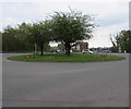 Trees on a Rogerstone roundabout, Newport