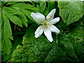 Wood anemone, Antrim