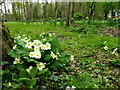 Primroses, Antrim