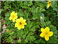 Marsh marigolds, Antrim