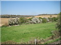 View from a Southampton-Salisbury train - Fine blossom in Fine Wood