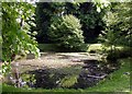 Pond west of Battle Road, Hastings