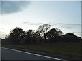 Clump of trees by Standon Road, Broken Green