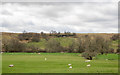 Sheep in Redesdale