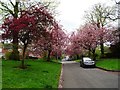 Blossom on Darley Park Drive