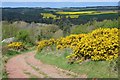 Gorse by the track above Denholm