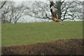 SN9767 : Red Kite swooping in for a feed by Malcolm Neal