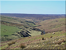 NY9049 : The valley of Beldon Burn north and west of Heatheryburn by Mike Quinn