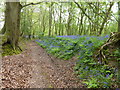 Path with bluebells in little Sheepwash Wood