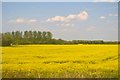 Oil seed rape