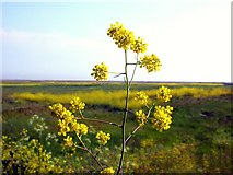 TQ9418 : Black mustard at Rye Harbour Nature Reserve by Patrick Roper
