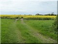 Oilseed rape field