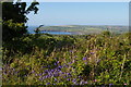 Hedgerow and view towards Newport Bay from below Penyparc