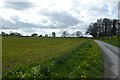 Crops beside Redcar Lane