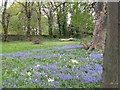 Bluebells at Lochend House
