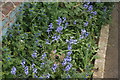 View of bluebells at North Weald station