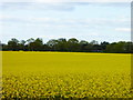 Field of oil seed rape at Pratt