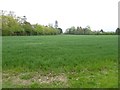 Field east of Burton Pynsent monument