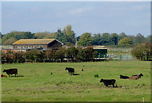 SJ9316 : Cattle grazing north of Penkridge, Staffordshire by Roger  D Kidd