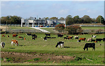 SJ9316 : Cattle grazing north of Penkridge, Staffordshire by Roger  D Kidd