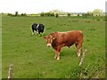 Young bulls on Whit Moor