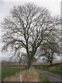 Roadside Ash tree at South Ardbennie