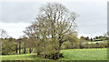 Spring trees, Ballycowan, Belfast (April 2017)