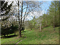 Cherry Trees by the Path