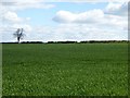 Field of winter cereal