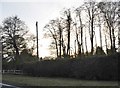 Trees by The Broadway, Bran End