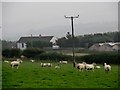 Sheep at Greenfield Farm