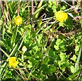 TG2906 : Creeping Buttercup (Ranunculus repens) by Evelyn Simak