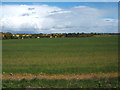 Crop field near Parkers Farm