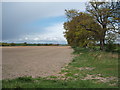 Field and mature hedgerow