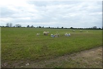 SE5946 : Farmland off Acaster Lane by DS Pugh