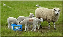 SE5946 : Lambs next to Acaster Lane by DS Pugh