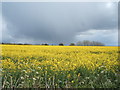 Oilseed rape crop, Little Oakley