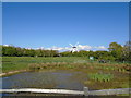 TQ2908 : Green Ridge Dew Pond and Patcham Windmill by Paul Gillett