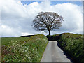 On the road from Bronwydd to Peniel