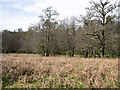 NN1377 : Dead bracken with trees beyond by Trevor Littlewood
