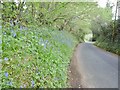 Lytchett Minster, bluebells